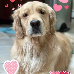 Meet your Posher, Henrietta